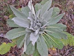 Attēlu rezultāti vaicājumam “Verbascum thapsus”