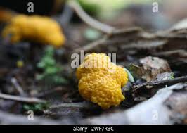 Attēlu rezultāti vaicājumam “Physarum virescens macro”