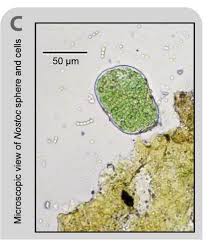 Attēlu rezultāti vaicājumam “Nostoc commune”