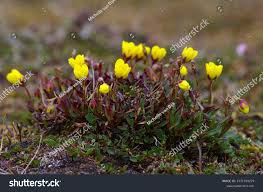 Attēlu rezultāti vaicājumam “Saxifraga hirculus”