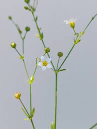 Attēlu rezultāti vaicājumam “Linum catharticum flower”
