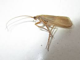 Attēlu rezultāti vaicājumam “Phryganeidae”