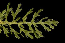 Attēlu rezultāti vaicājumam “Jacobaea vulgaris leaf”