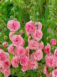 Image result for Alcea rosea `Appleblossom`