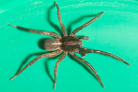 Attēlu rezultāti vaicājumam “Lycosidae”