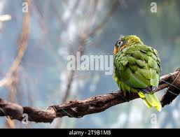 Attēlu rezultāti vaicājumam “Collaria sp.”