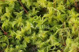 Attēlu rezultāti vaicājumam “Sphagnum cuspidatum”