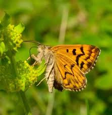 Attēlu rezultāti vaicājumam “Callistege mi”