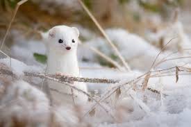 Attēlu rezultāti vaicājumam “Mustela nivalis”