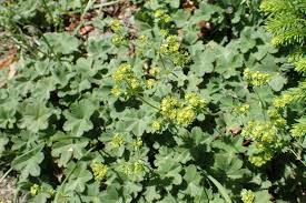 Image result for Alchemilla vulgaris