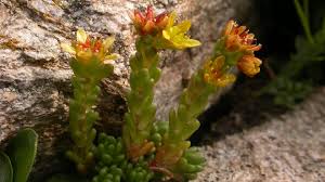 Image result for Mauerpfeffer