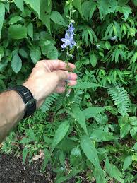 Image result for Campanula americana