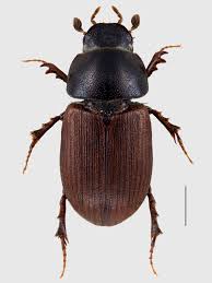 Attēlu rezultāti vaicājumam “Aphodius subterraneus”