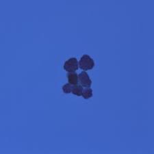 Attēlu rezultāti vaicājumam “Licea pusilla”