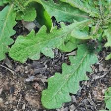 Attēlu rezultāti vaicājumam “Hypochaeris radicata leaf”