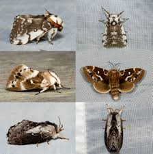 Attēlu rezultāti vaicājumam “Rusina ferruginea female”