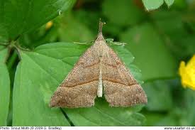 Attēlu rezultāti vaicājumam “Hypena proboscidalis”