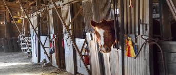 Image result for Carman Stables