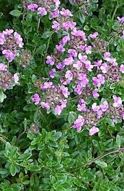 Attēlu rezultāti vaicājumam “Thymus pulegioides flower”