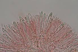 Attēlu rezultāti vaicājumam “Hyaloscypha hyalina”