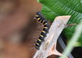 Attēlu rezultāti vaicājumam “Macrothylacia rubi larva”