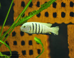 Risultati immagini per cynotilapia pulpican