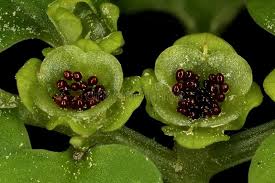 Attēlu rezultāti vaicājumam “Chrysosplenium alternifolium bud”