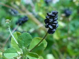 Attēlu rezultāti vaicājumam “Medicago lupulina fruit”