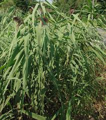 Attēlu rezultāti vaicājumam “Phragmites communis leaf”