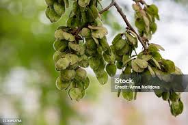 Attēlu rezultāti vaicājumam “Ulmus laevis”