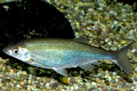 Image result for Squalius cephalus