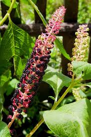Attēlu rezultāti vaicājumam “Phytolacca acinosa fruit”