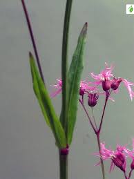Attēlu rezultāti vaicājumam “Lychnis flos-cuculi fruit”