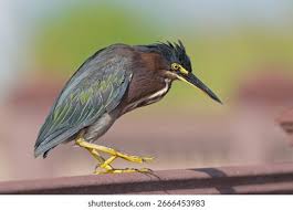 Image result for Butorides virescens