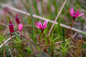 Attēlu rezultāti vaicājumam “Oxycoccus flower”