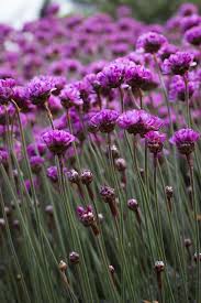 Attēlu rezultāti vaicājumam “Armeria vulgaris leaf”