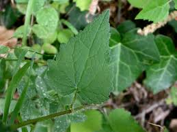 Attēlu rezultāti vaicājumam “Campanula trachelium leaf”