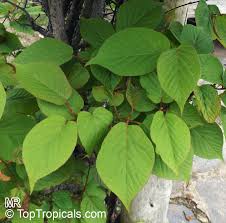 Attēlu rezultāti vaicājumam “Actinidia kolomikta”