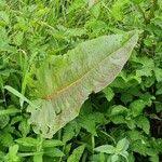 Attēlu rezultāti vaicājumam “Rumex aquaticus leaf”