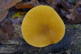 Attēlu rezultāti vaicājumam “Pluteus leoninus”