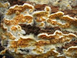 Attēlu rezultāti vaicājumam “Leucogyrophana mollusca”