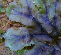 Attēlu rezultāti vaicājumam “Pellia neesiana”