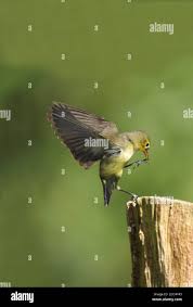 Attēlu rezultāti vaicājumam “Hippolais icterina adult”