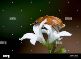 Attēlu rezultāti vaicājumam “Byturus ochraceus”