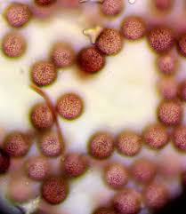 Attēlu rezultāti vaicājumam “Didymium proximum stalked”