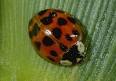 Ladybugs