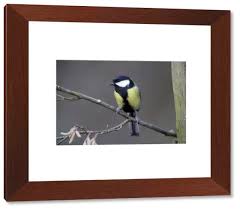 Attēlu rezultāti vaicājumam “Parus major male”