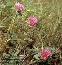 Attēlu rezultāti vaicājumam “Trifolium alpestre leaf”