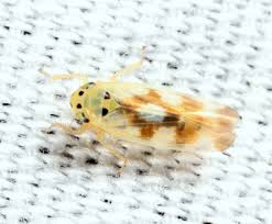 Attēlu rezultāti vaicājumam “Macrosteles nymph”