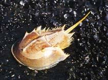 Image result for Limulus polyphemus